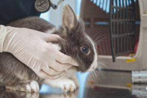 Un piccolo coniglio con pelliccia grigia e bianca è tenuto delicatamente da una persona con guanti bianchi su un tavolo riflettente, probabilmente alla Clinica Veterinaria Colombo. Un trasportino per animali domestici è visibile sullo sfondo, suggerendo un ambiente veterinario.