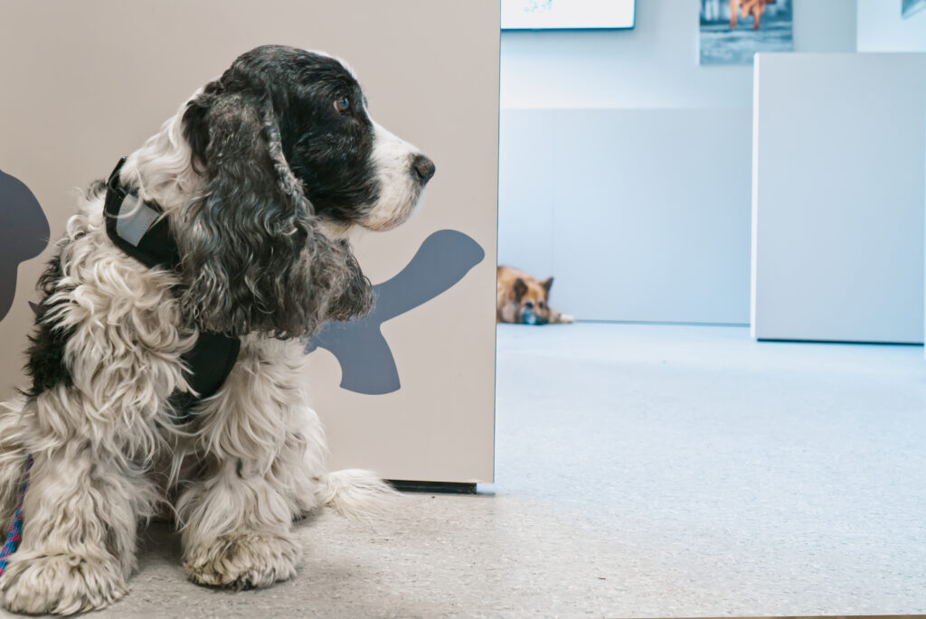 Un soffice cane bianco e nero è seduto all'interno su un pavimento piastrellato della Clinica Veterinaria Colombo, rivolto a sinistra. La parete accanto vanta un giocoso disegno a forma di osso. Sullo sfondo, un altro cane si rilassa dall'altra parte della stanza, rafforzando l'atmosfera pet-friendly.