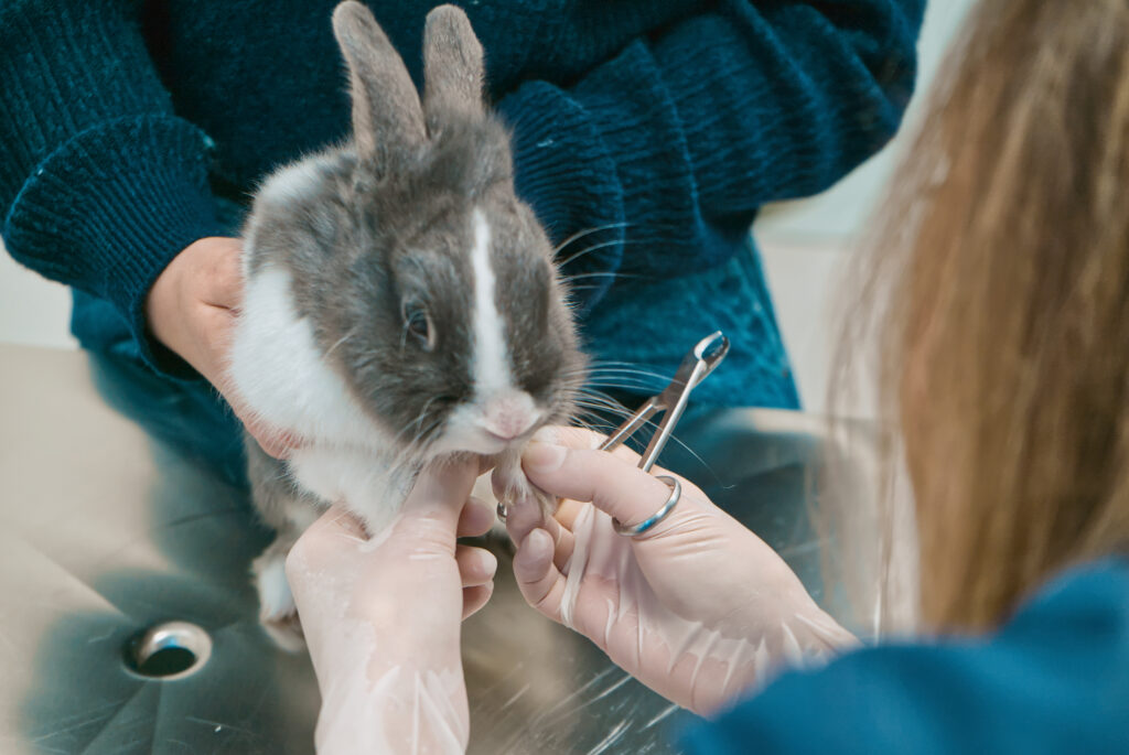 Alla Clinica Veterinaria Colombo, un veterinario con i guanti taglia con cura le unghie di un piccolo coniglio bianco e nero su un tavolo di metallo. Un'altra persona tiene delicatamente fermo il coniglio, riflettendo la cura compassionevole della clinica.