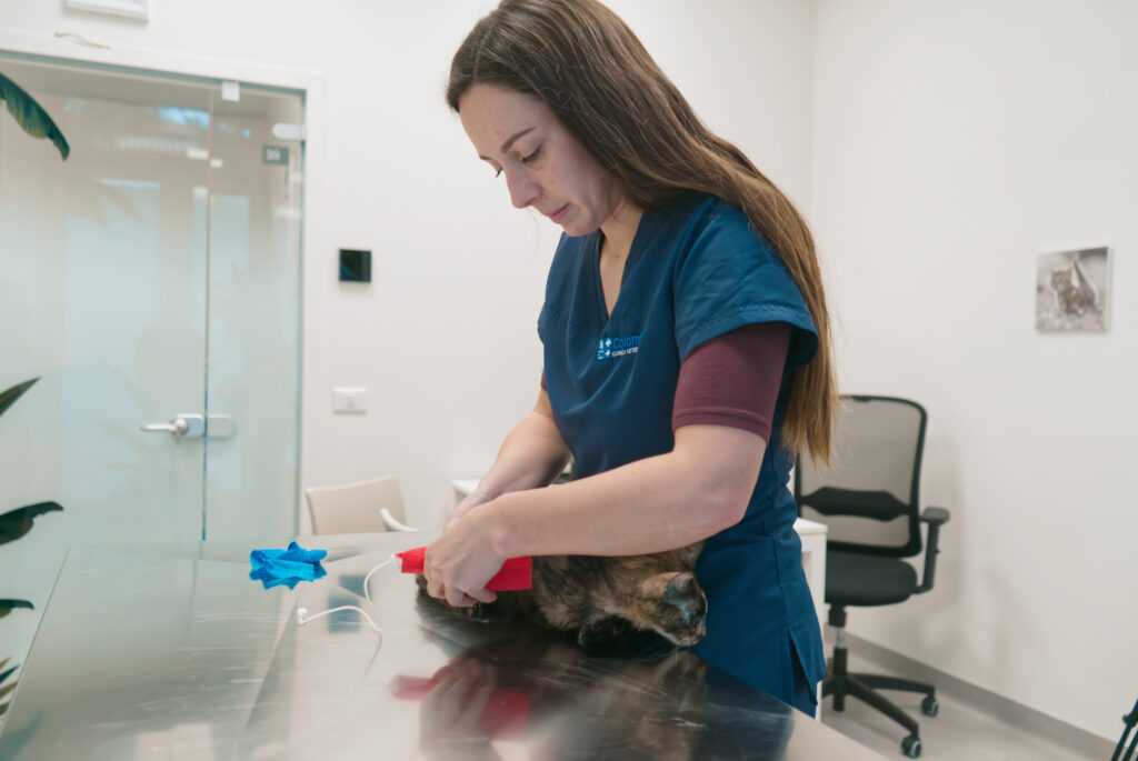 In una luminosa clinica veterinaria, un veterinario in camice blu si prende cura della zampa del gatto marrone con delicatezza, incarnando lo spirito del pronto soccorso. I guanti blu sono appoggiati sul tavolo da visita in metallo, mentre una sedia da ufficio e una porta fanno da sfondo.