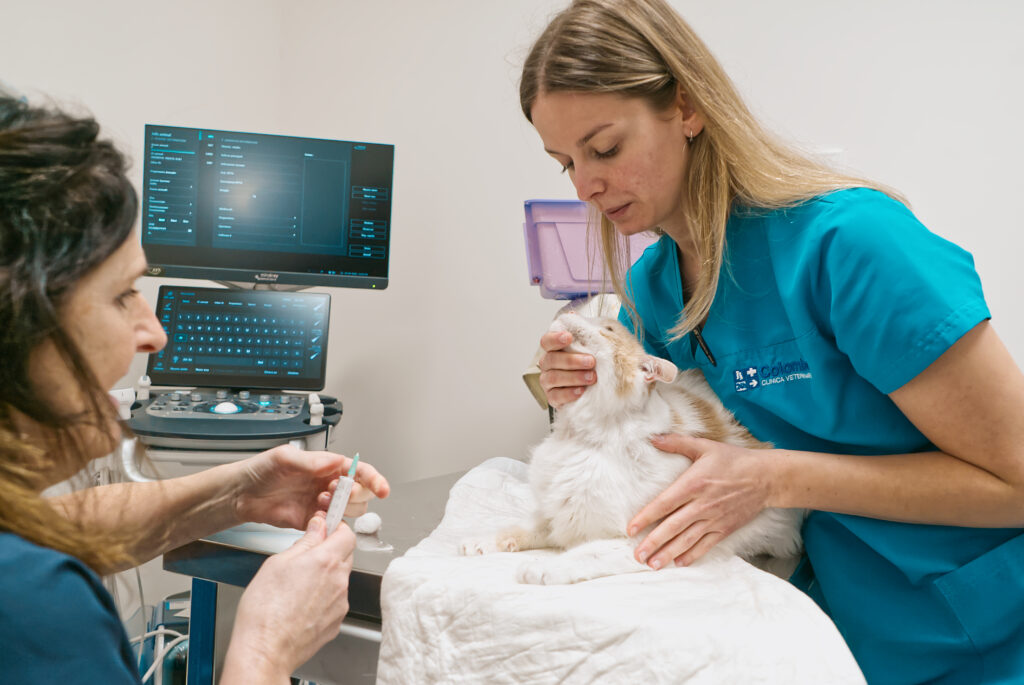 Alla Clinica Veterinaria Colombo, due veterinari in camice blu esaminano attentamente un gatto bianco sul tavolo da visita. Uno tiene delicatamente il felino mentre l'altro prepara una siringa, mentre uno schermo di computer che mostra dati medici si illumina dolcemente sullo sfondo.