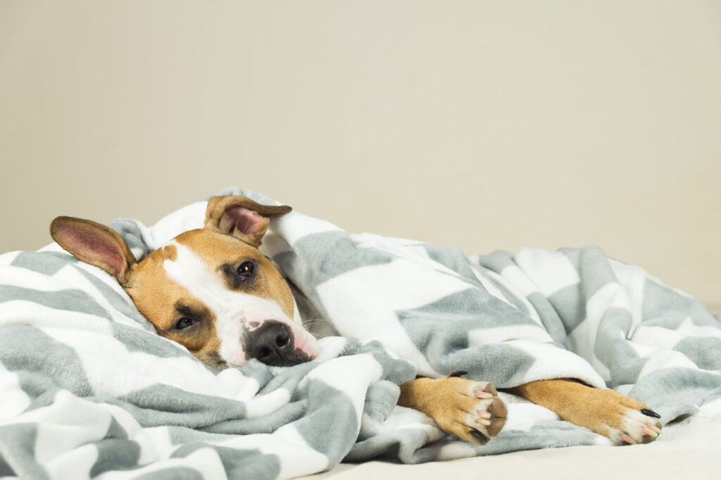 Un cane marrone e bianco con la testa appoggiata su una morbida coperta grigia e bianca a fantasia sembra rilassato, sdraiato su un fianco con gli occhi aperti. Nonostante la scena calma, la necessità di un veterinario d'urgenza potrebbe sorgere in qualsiasi momento, evidenziando l'importanza di essere preparati.