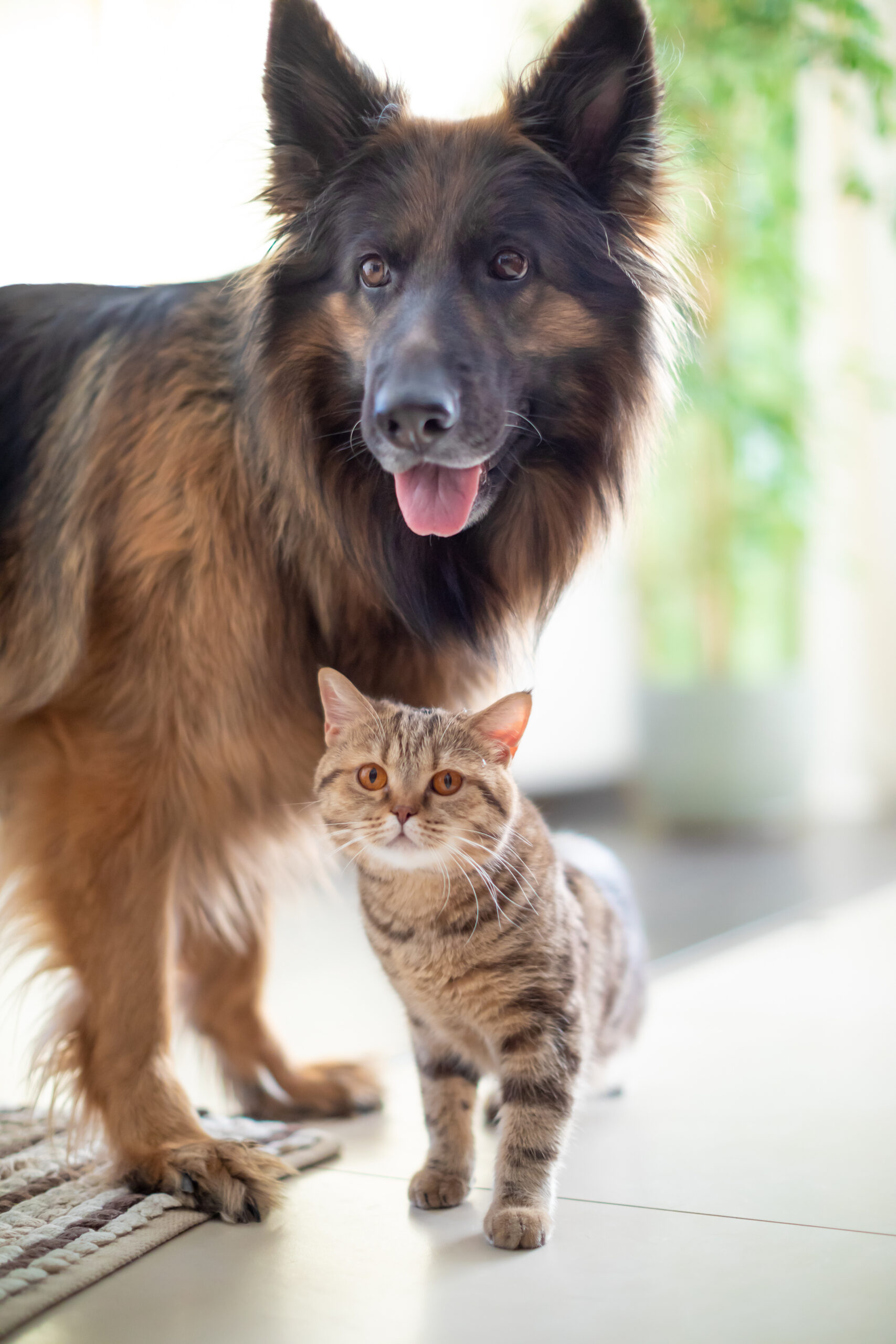Un grosso e soffice cane dal pelo marrone e nero è in piedi accanto a un piccolo gatto tigrato, entrambi impegnati nella loro "visita di base". Gli animali posano per la macchina fotografica in un ambiente chiuso, immersi in una morbida luce naturale, con un sereno verde che fa da sfondo.