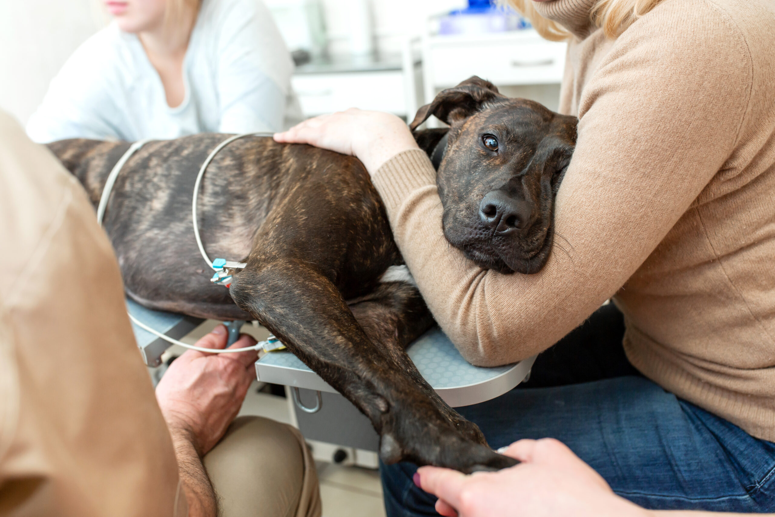 Un cane tigrato giace su un tavolo veterinario, appoggiando la testa sul braccio di una donna. Una persona, esperta in medicina di base, gli tiene la zampa. Due persone sullo sfondo mostrano preoccupazione mentre il cane appare calmo e confortato.
