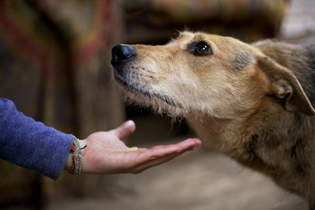 Un cane marrone con un'espressione attenta annusa una mano umana tesa. La persona indossa una manica blu e dei braccialetti. Lo sfondo è sfocato con colori tenui.