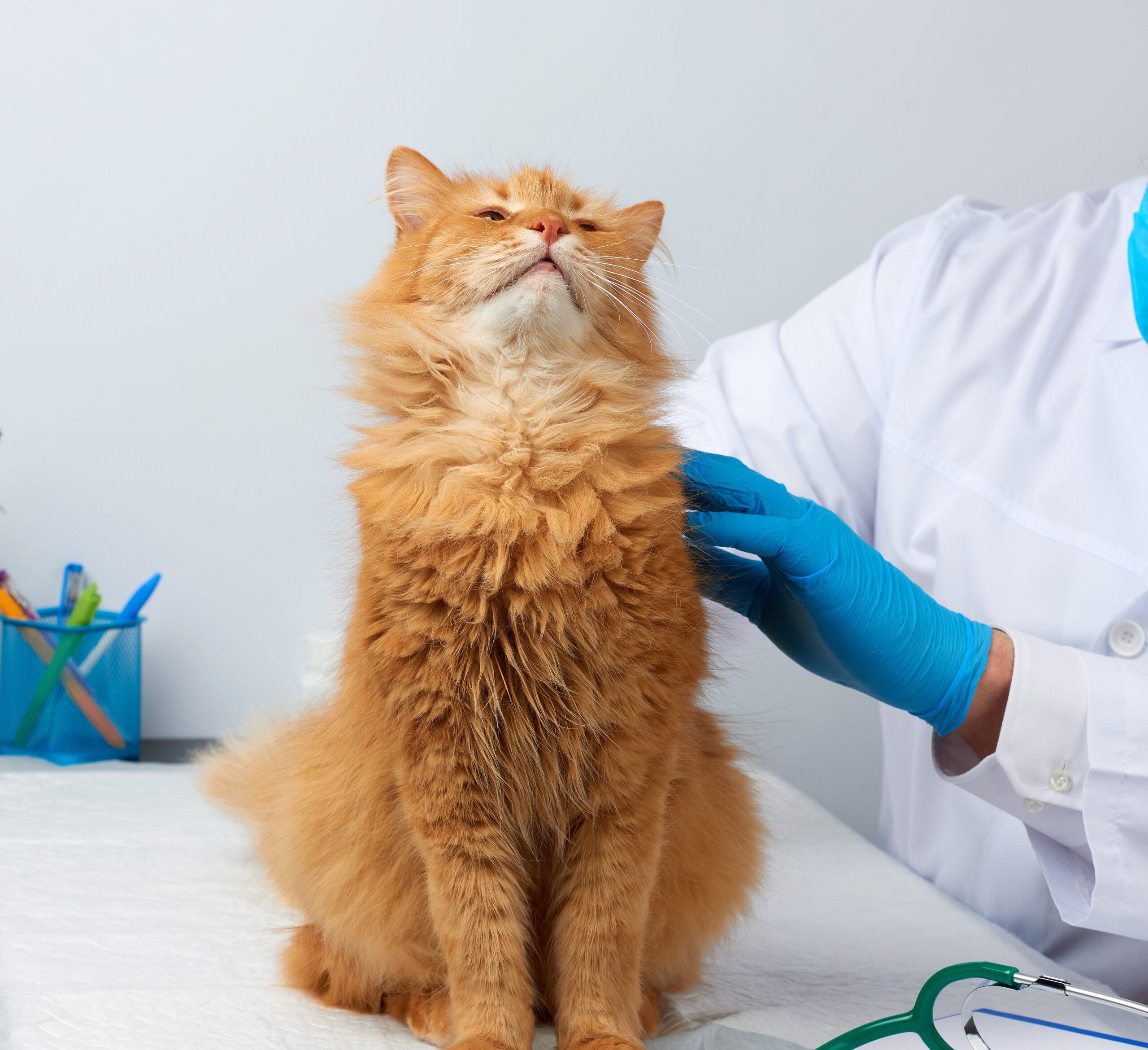 Un soffice gatto arancione siede con sicurezza su un tavolo bianco in uno studio veterinario, dove la gastroenterologia è al centro della scena. Una persona che indossa un camice bianco e guanti blu esamina delicatamente il felino, con uno stetoscopio visibile nelle vicinanze.