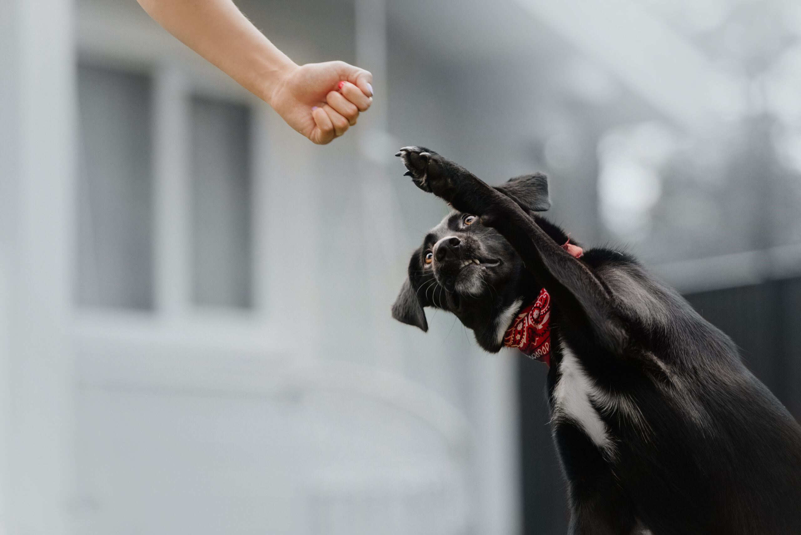 Un cane nero con una bandana rossa è in piedi sulle zampe posteriori, mentre alza una zampa verso il pugno teso di una persona in un saluto giocoso. Lo sfondo mostra l'esterno sfocato di una casa. Per altri momenti commoventi come questo, fissa un appuntamento e vivi la gioia in prima persona!.