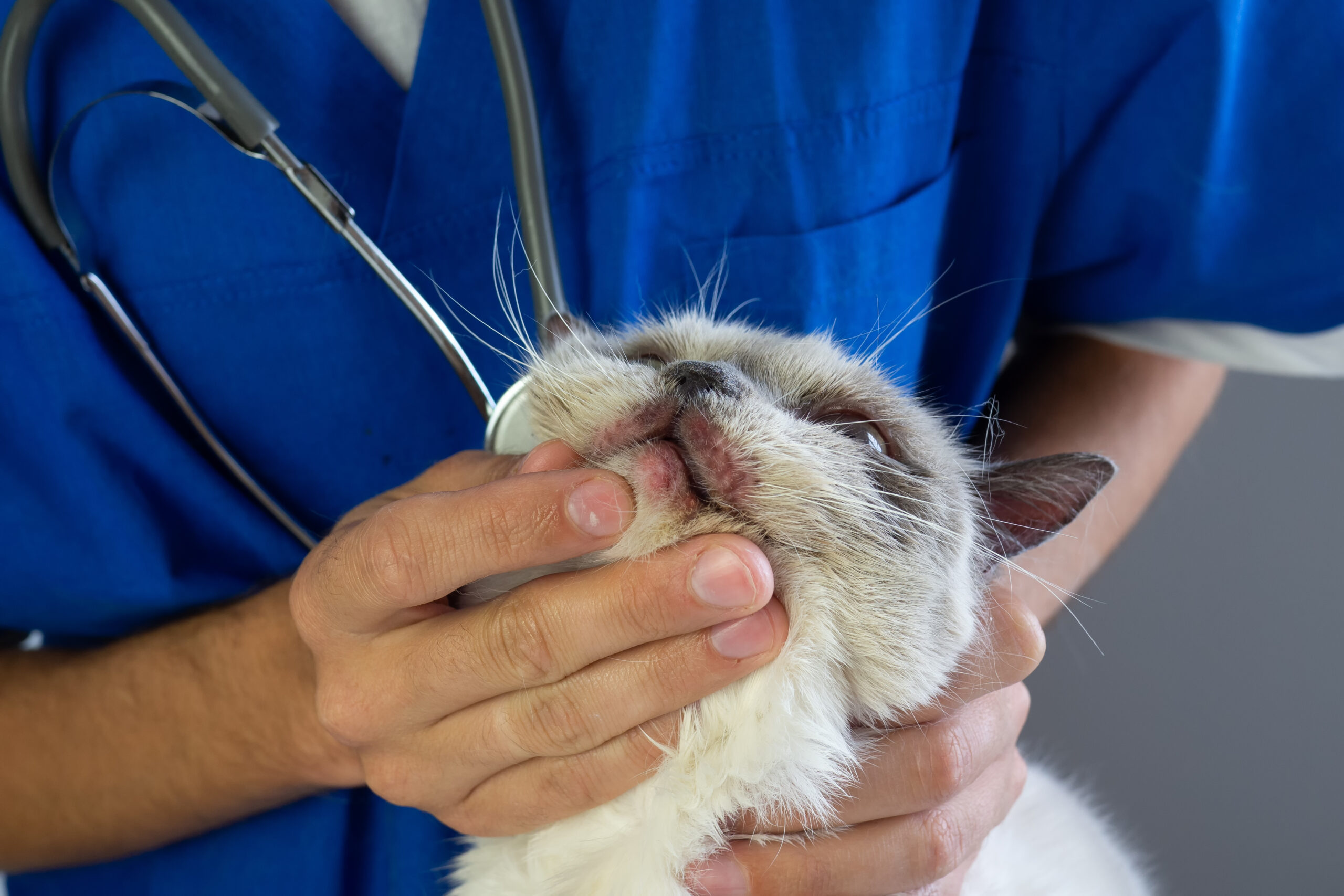 Un veterinario in uniforme blu tiene un gatto siamese sotto il mento, esaminandogli la bocca con uno stetoscopio. Con competenza in dermatologia, le mani del veterinario sostengono delicatamente la testa del gatto durante questo controllo completo.