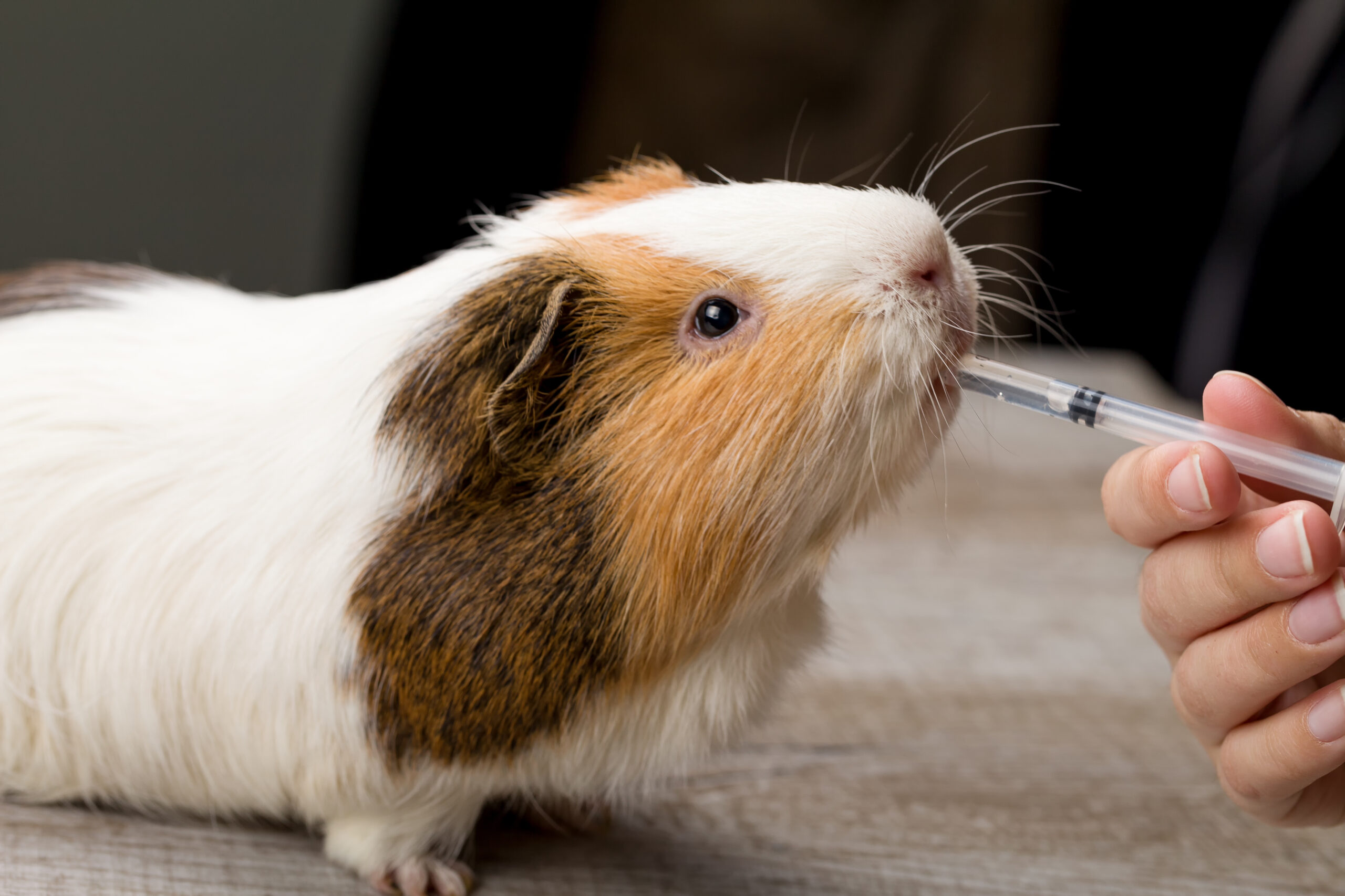 Una cavia con pelliccia bianca, marrone e arancione beve da una siringa tenuta dalla mano di una persona su una superficie di legno. Per saperne di più sulla cura del tuo animale domestico o per fissare un appuntamento con il nostro team di esperti, visita il nostro sito web.