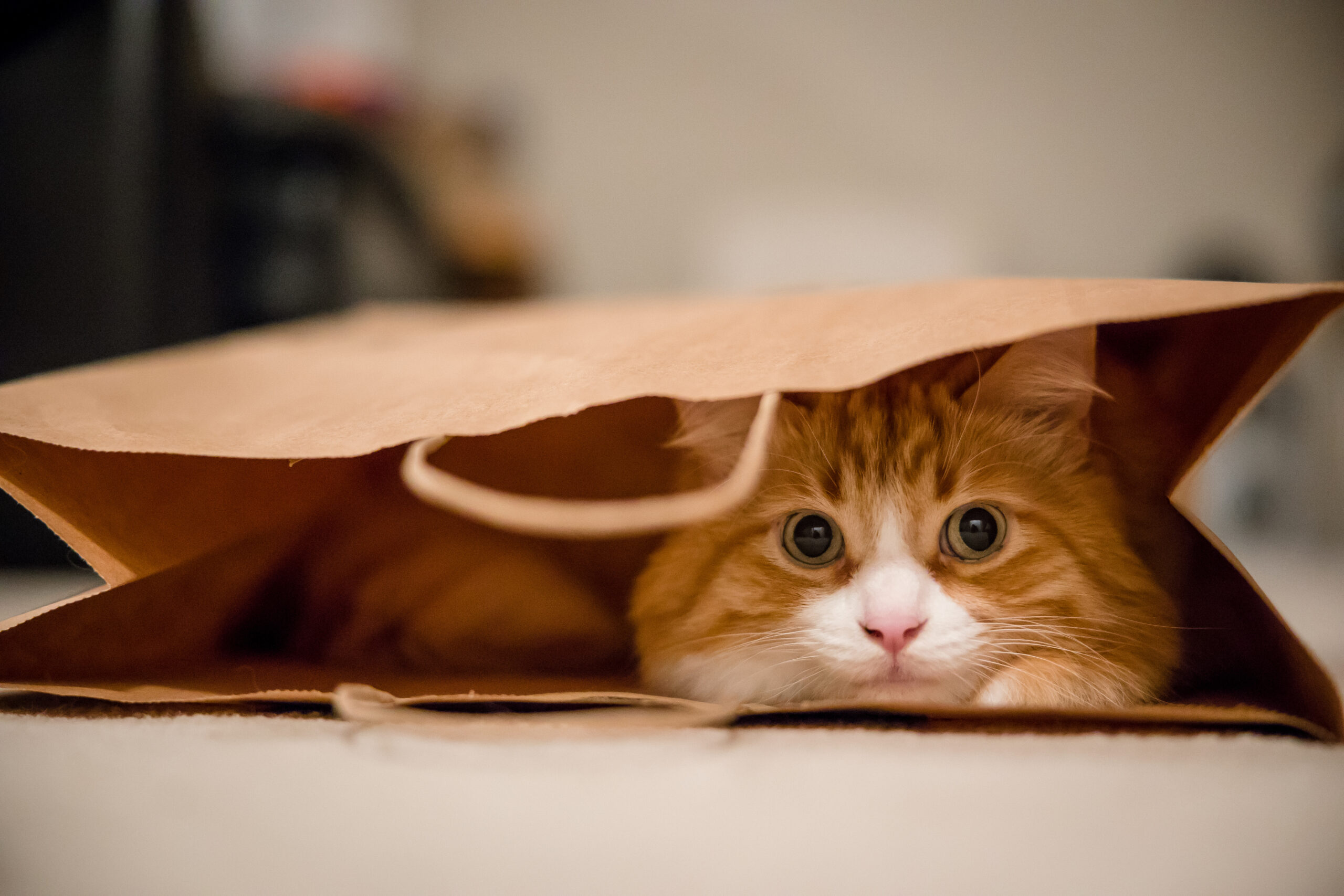 Un soffice gatto arancione e bianco sbircia da dentro un sacchetto di carta marrone, sdraiato su un pavimento di moquette. Con gli occhi spalancati e puntati in avanti e le orecchie dritte, è l'immagine della curiosità felina. Lo sfondo è sfocato, catturando perfettamente questa scena giocosa: fissa un appuntamento per altri momenti adorabili.