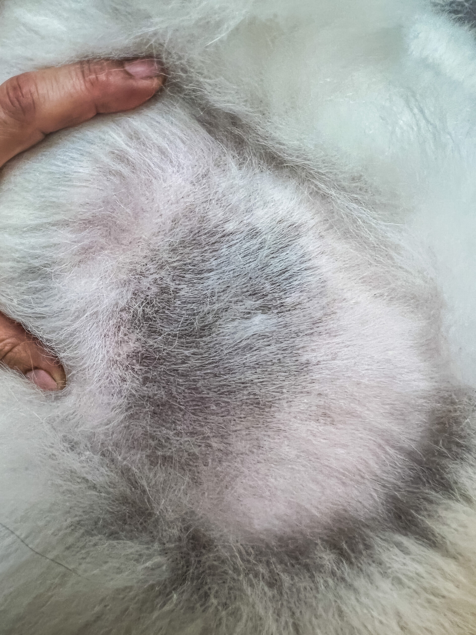 Un primo piano della mano di una persona che separa delicatamente una soffice pelliccia bianca rivela una chiazza di peli sottili e leggermente più scuri: uno sguardo affascinante ai meandri della dermatologia e della pelle sottostante.