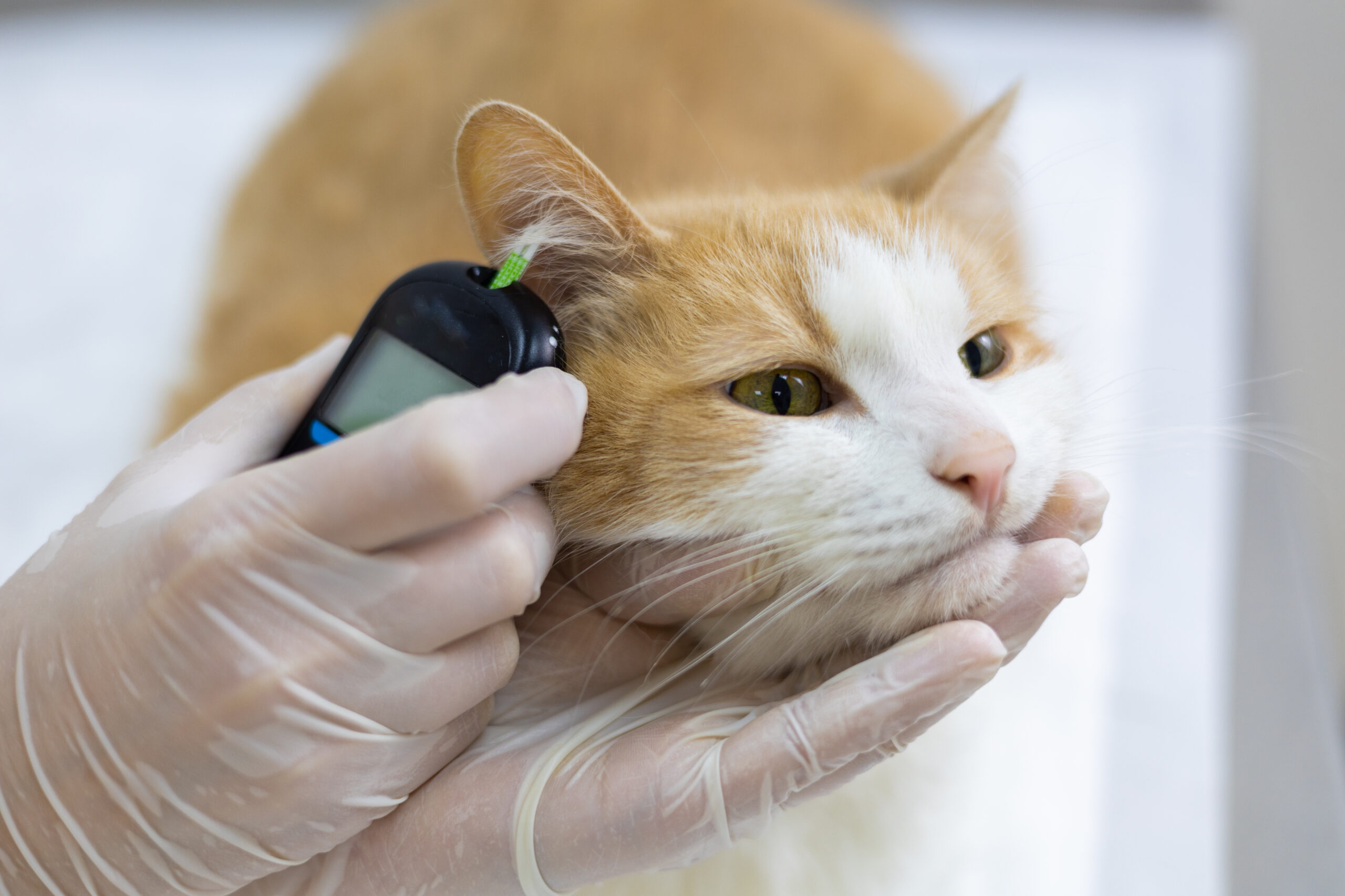 Un gatto rosso e bianco viene tenuto delicatamente da una persona che indossa i guanti. La persona sta usando un piccolo dispositivo per misurare i livelli di glucosio del gatto dall'orecchio, simile a un'analisi emogas. Il gatto sembra calmo e rilassato.