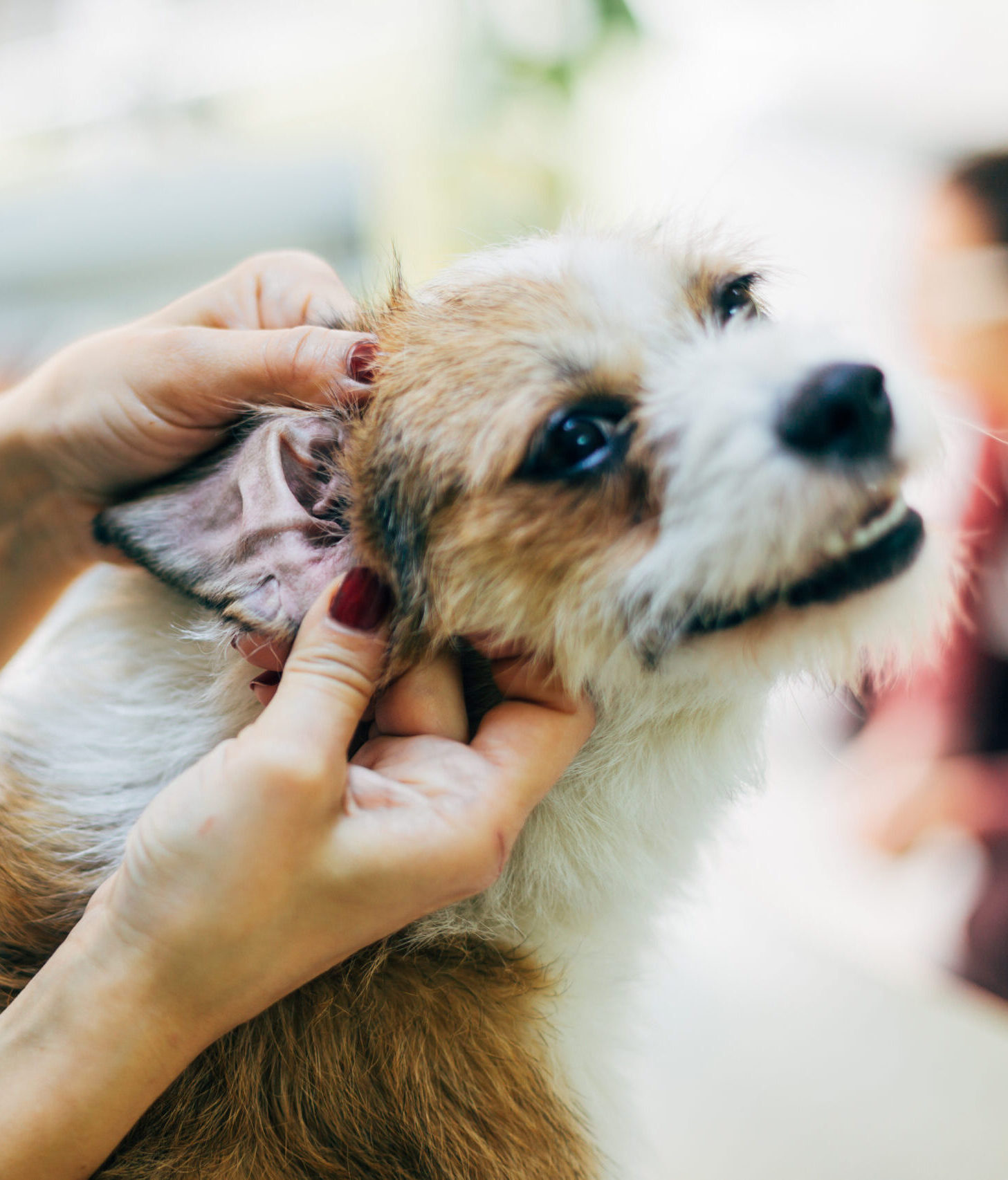 Una persona esamina delicatamente l'orecchio di un piccolo, soffice cane marrone chiaro e bianco, suggerendo un momento di tenera cura dermatologica. Il muso del cane è leggermente rivolto verso la persona, mentre lo sfondo leggermente sfocato esalta questa scena calma e premurosa.