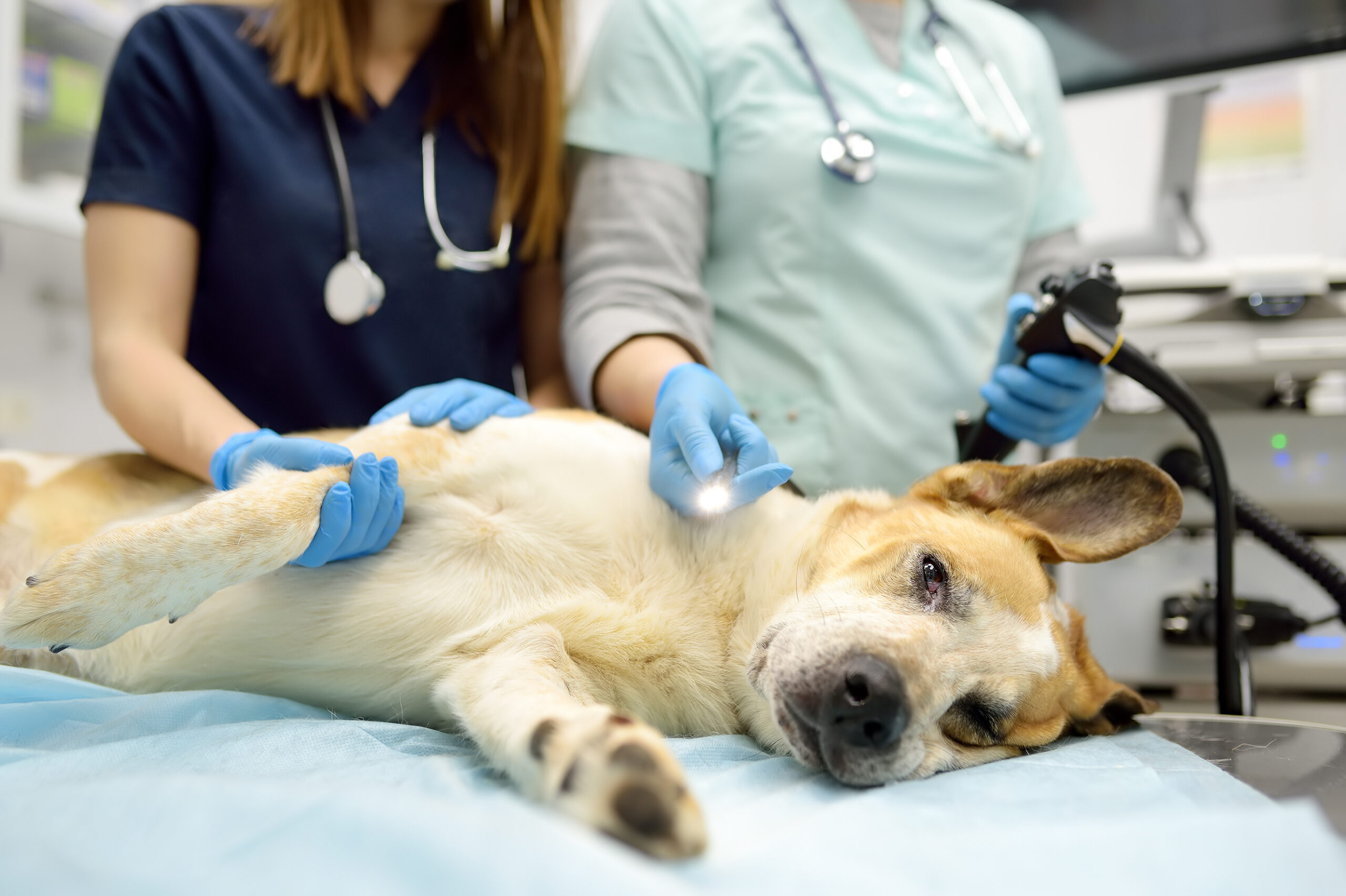 Un cane è sdraiato su un lettino da visita in una clinica veterinaria. Due veterinari, in camice e guanti, si prendono cura del cane. Uno usa uno stetoscopio mentre l'altro impugna uno strumento per l'endoscopia. Il cane appare calmo e rilassato.