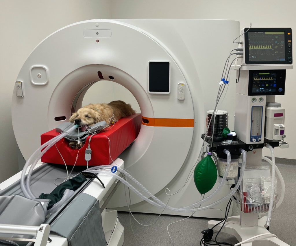 Un golden retriever giace su un cuscino rosso, sottoposto a una TAC nell'unità di ortopedia. Il cane è collegato all'apparecchiatura medica tramite tubi. La stanza contiene uno scanner TAC e dispositivi di monitoraggio, che garantiscono che ogni dettaglio delle sue esigenze ortopediche sia coperto.