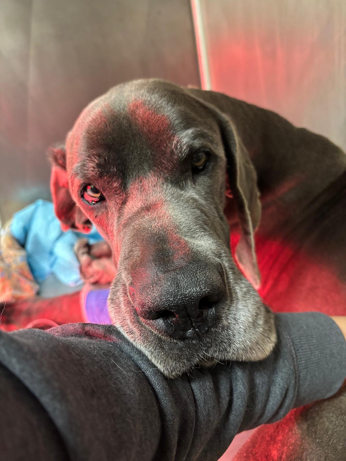 Un grosso cane grigio con il muso leggermente brizzolato appoggia la testa sul braccio di una persona, offrendo conforto come un pronto soccorso. Lo sfondo è delicatamente illuminato da una luce rossa, creando un'atmosfera calda. Di lato, si intravede un drappo blu.