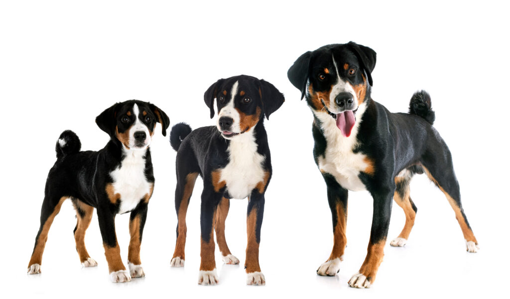 Le fasi della vita di un cane