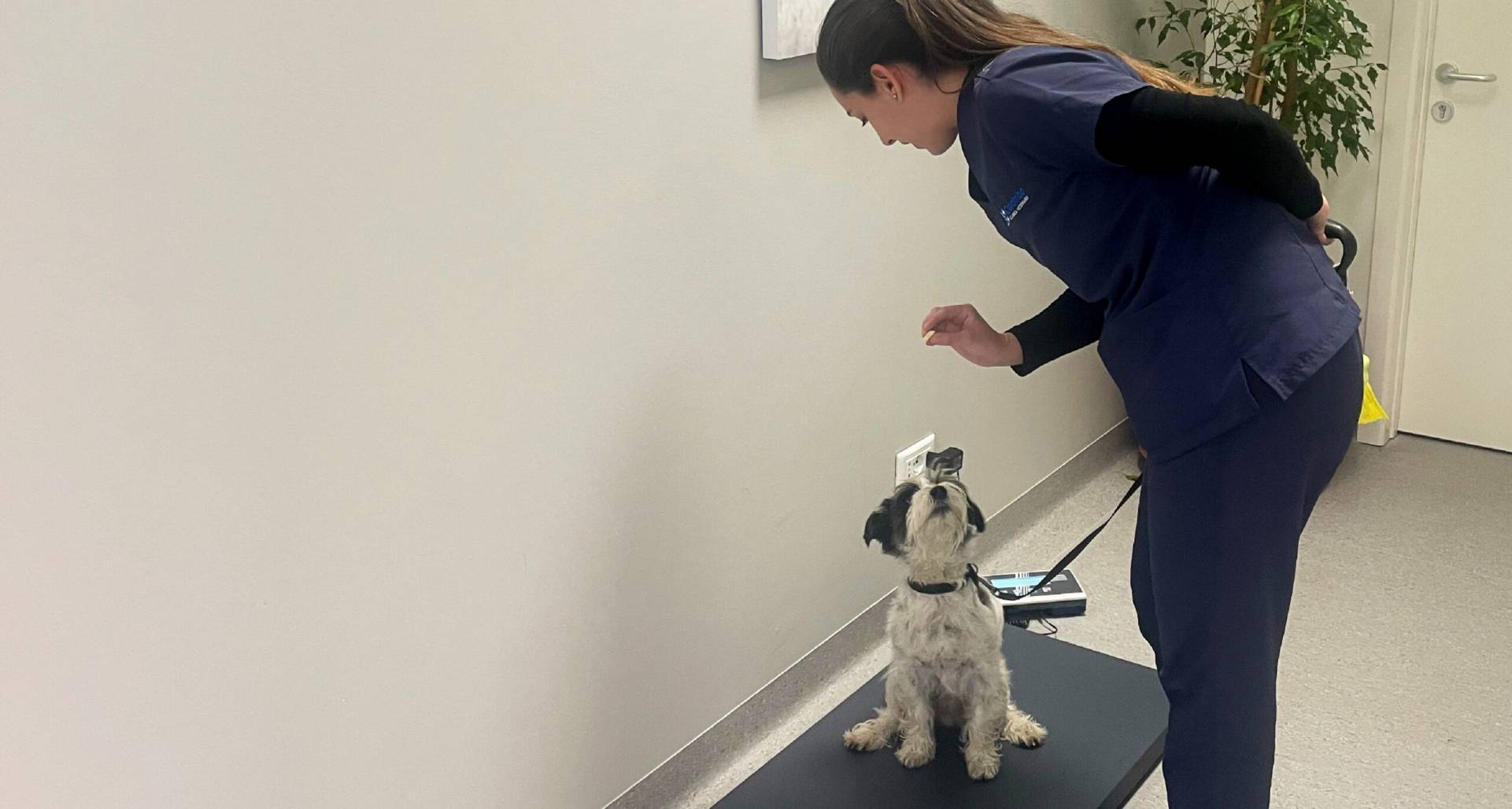 Cane e Gatto abbracciati