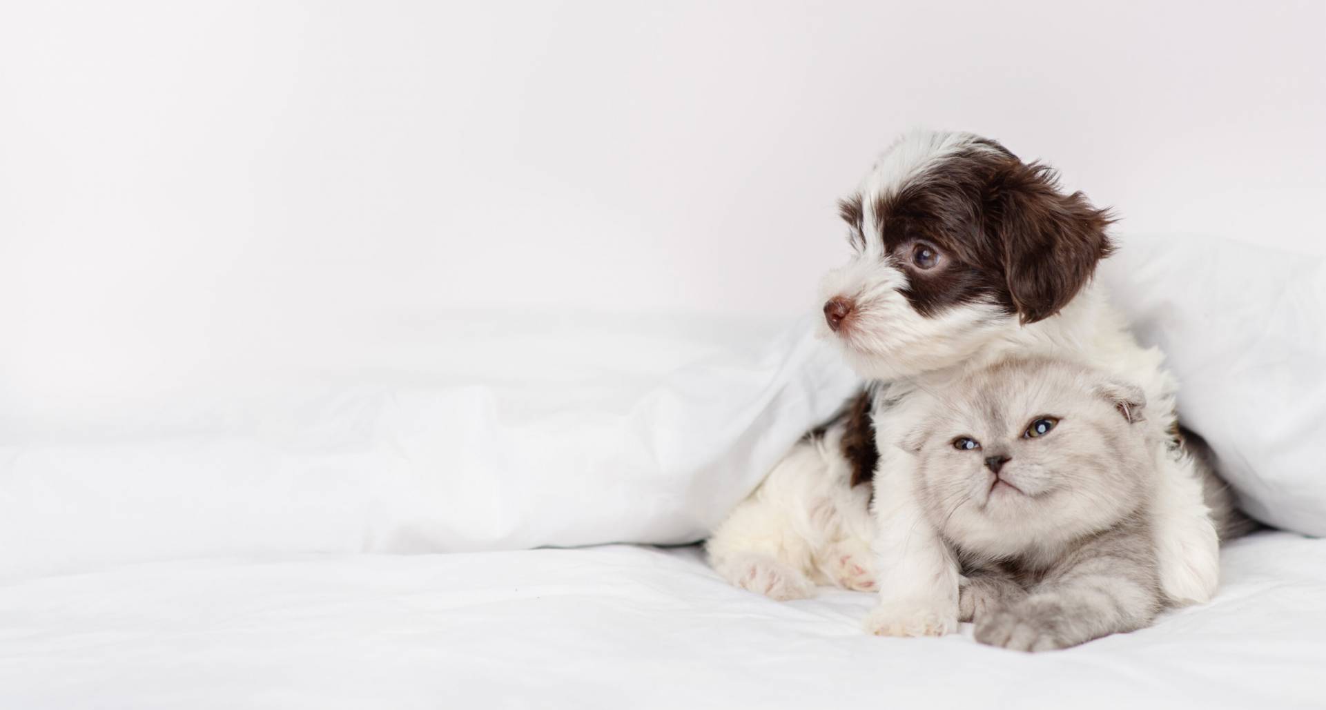 Cane e Gatto abbracciati
